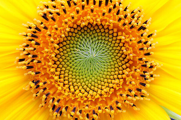Art Photography Mathematical center of a sunflower