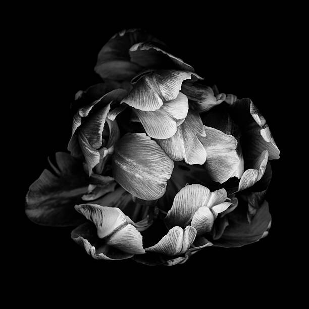 Art Photography Monochrome double tulip isolated against a