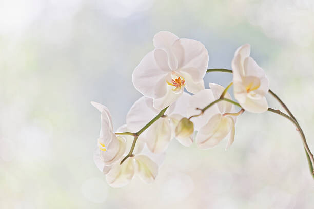 Art Photography Moth orchid (Phalaenopsis)