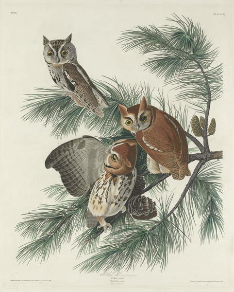 Fine Art Print Mottled Owl, 1830
