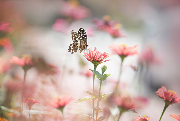 Arte Fotográfica One butterfly stop on pink flower