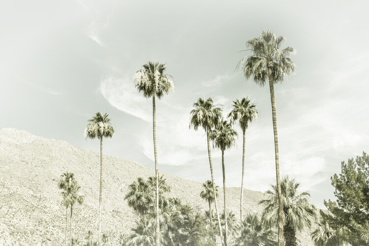 Taide valokuvaus Palm Trees in the desert | Vintage
