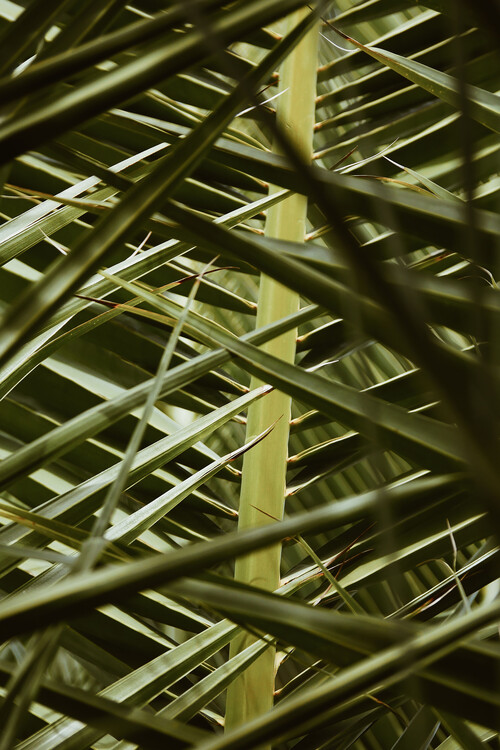 Art Photography Palms in disguise