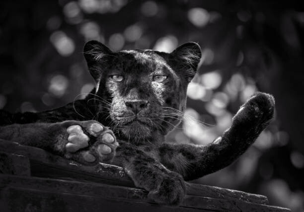 Art Photography Panther or leopard are relaxing