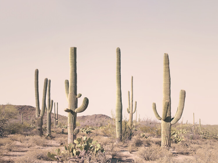 Arte Fotográfica Pastel Cactus Desert
