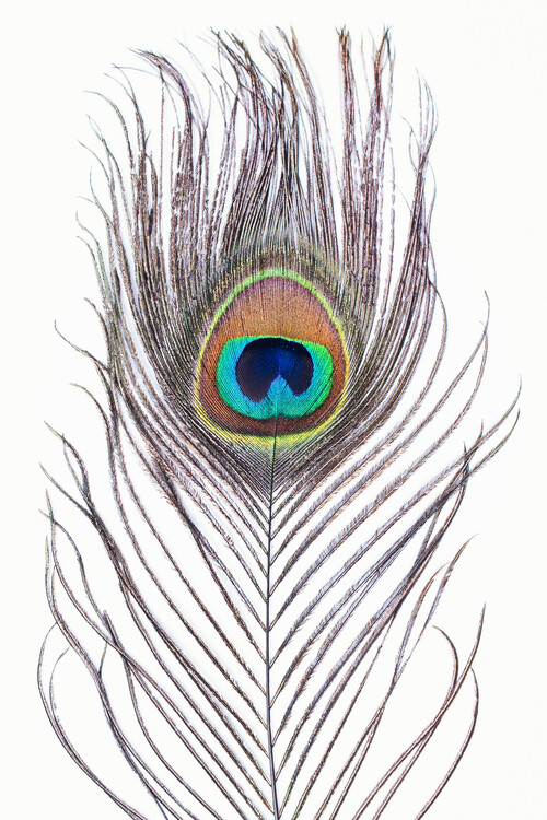 Taide valokuvaus Peacock feather