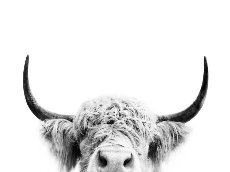 Art Photography Peeking cow bw