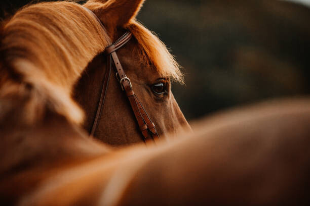 Art Photography Pferd Fuchs im Herbst im Gegenlicht
