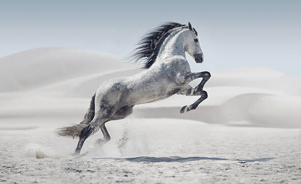 Art Photography Picture presenting the galloping white horse