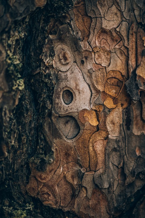 Taide valokuvaus Pine wood