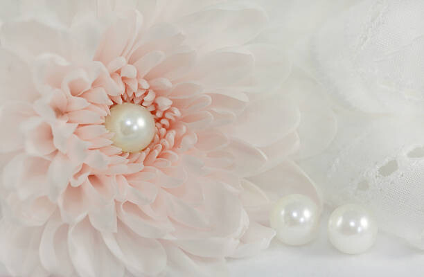 Art Photography Pink chrysanthemum
