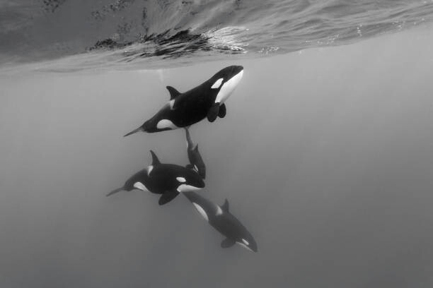 Art Photography Pod of female orcas, killer whales,