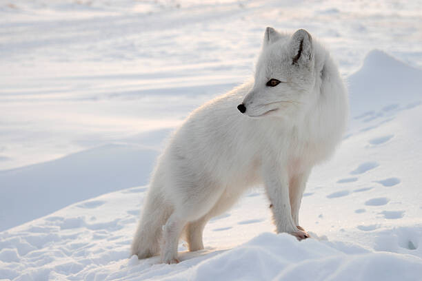 Valokuvataide Polar fox.