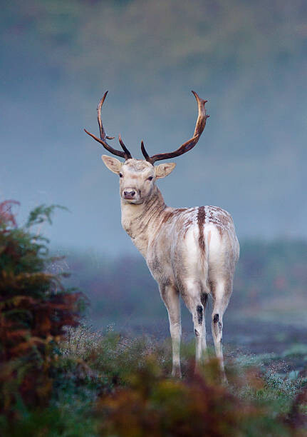 Art Photography Portrait of fallow deer stag