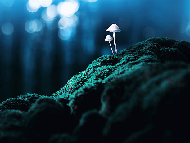 Valokuvataide Psychedelic mushrooms