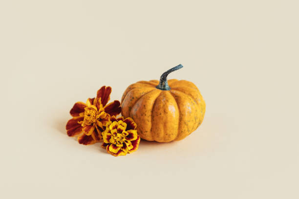 Art Photography Pumpkin with autumn marigold flowers