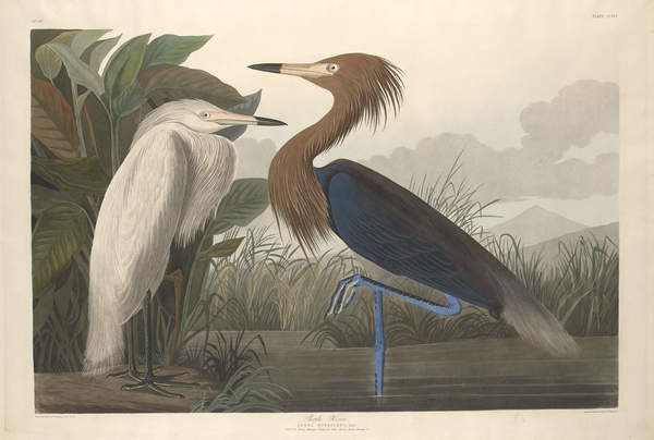 Wallpaper Mural Purple Heron, 1835