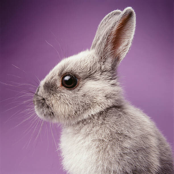 Art Photography Rabbit on purple background