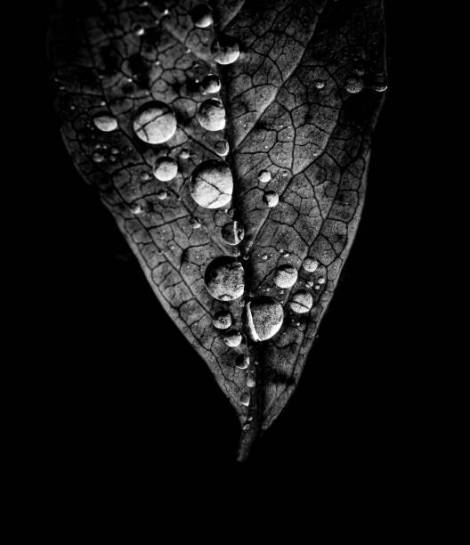 Art Photography Raindrops