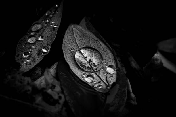 Arte Fotográfica Raindrops