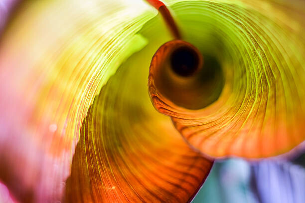 Art Photography Red Abyssinian Banana Leaf Curl