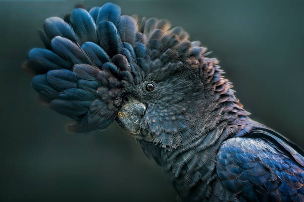Art Photography Red Tailed Black Cockatoo