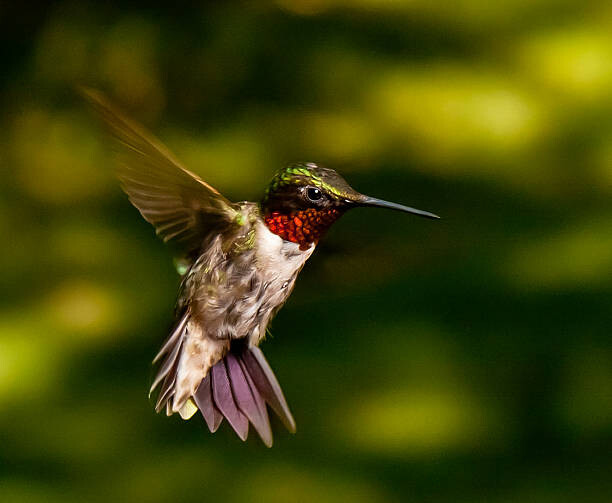 Art Photography Red Throated Hummingbird