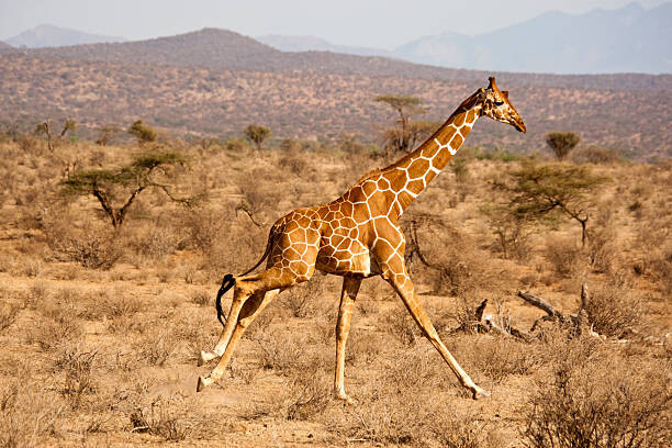 Art Photography Reticulated Giraffe, Giraffa camelopardalis reticulata, Samburu