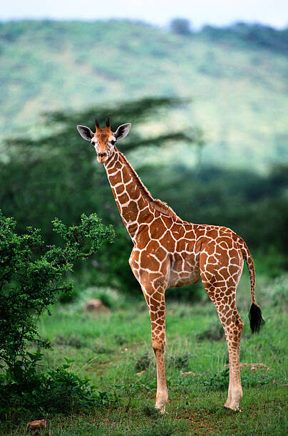 Art Photography Reticulated Giraffe, Serengeti Nat. Park, Tanzania