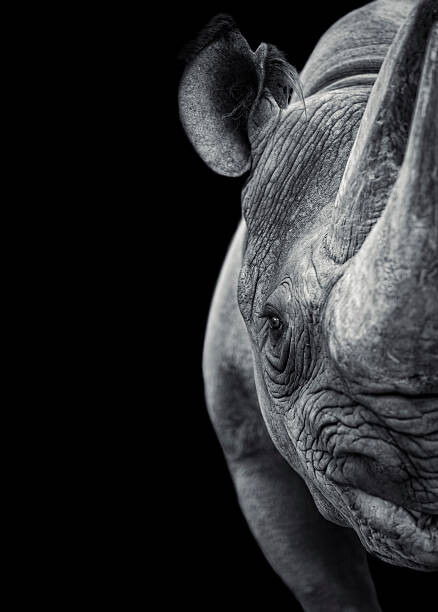 Art Photography Rhinoceros