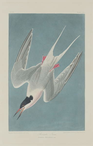 Fine Art Print Roseate Tern, 1835