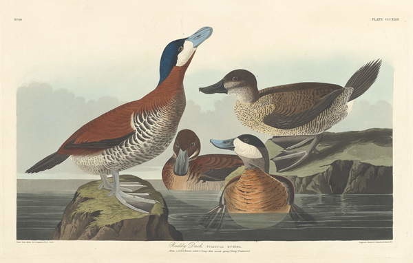 Fine Art Print Ruddy duck, 1836