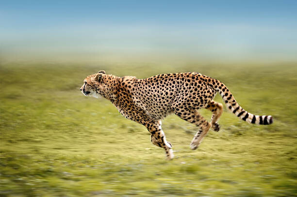 Art Photography running cheetah