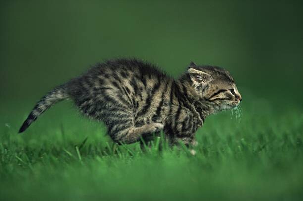 Art Photography Running kitten
