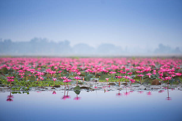 Art Photography Sea of pink lotus.