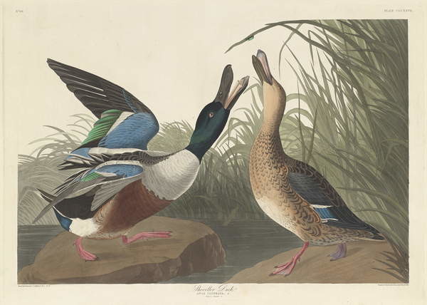 Wallpaper Mural Shoveller Duck, 1836