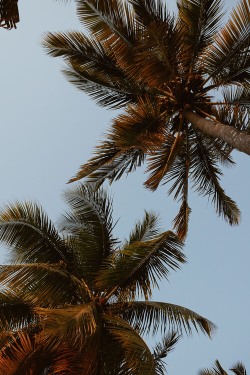 Art Photography Sky of palms
