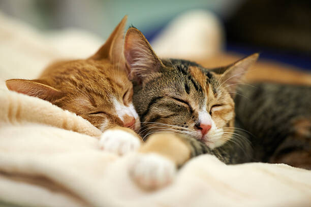 Art Photography Sleeping Kittens