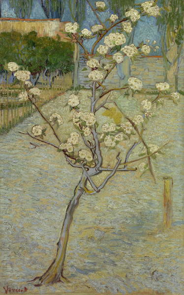 Canvas Print Small pear tree in blossom, 1888