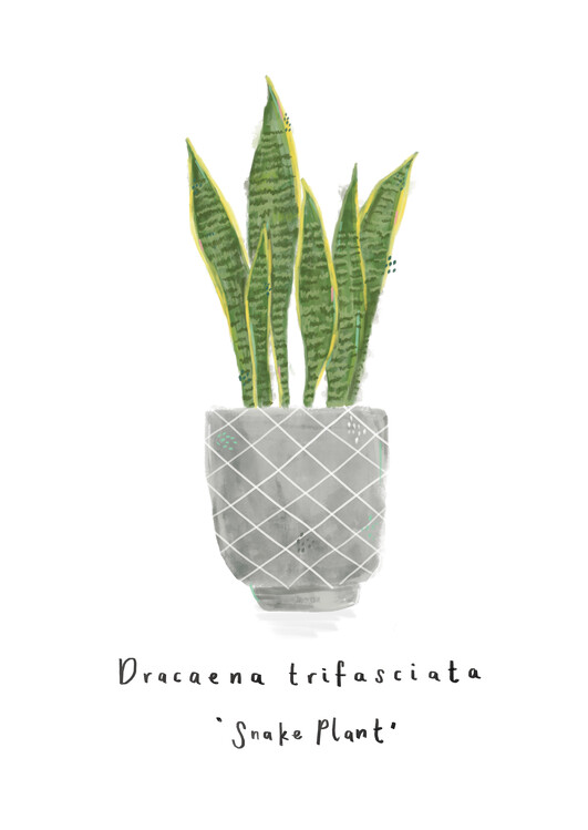 Tropical snake plant sansevieria in a pot in black line outline cartoon  style: Royalty Free #204140610