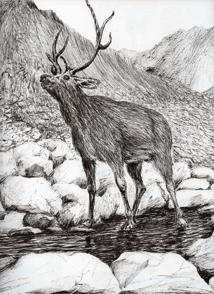 Canvas Print Stag, 2011,