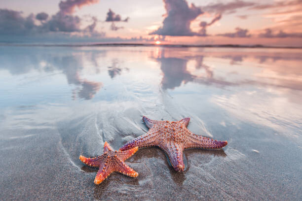 Arte Fotográfica Starfish on beach