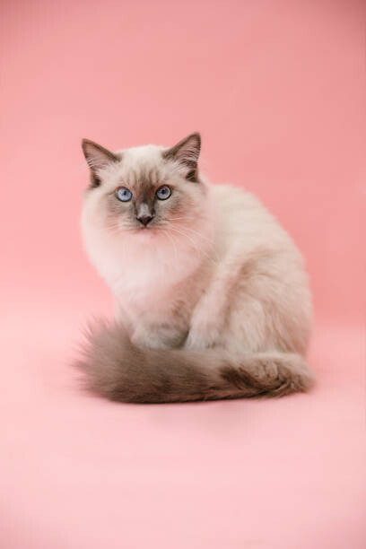 Art Photography studio portrait of fluffy kitten