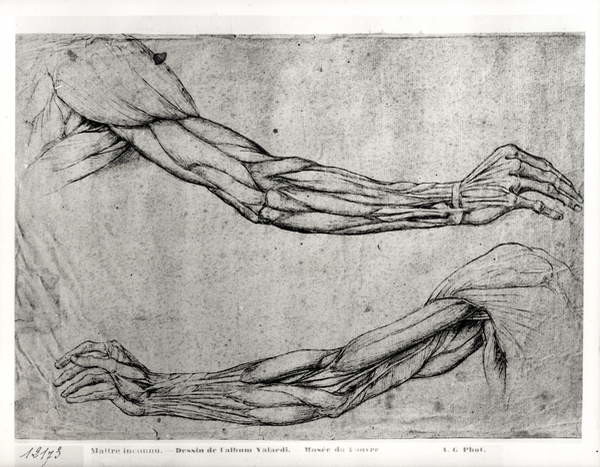Fine Art Print Study of Arms