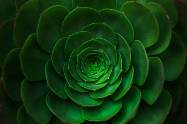 Art Photography Succulent plant background.