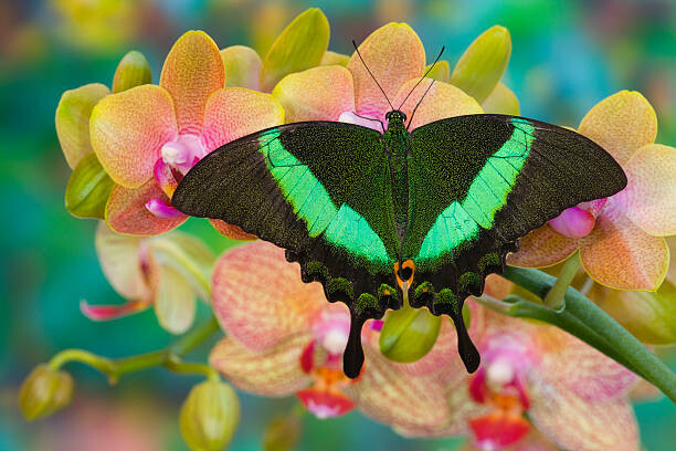 Art Photography Swallowtail butterfly  perching on orchid,