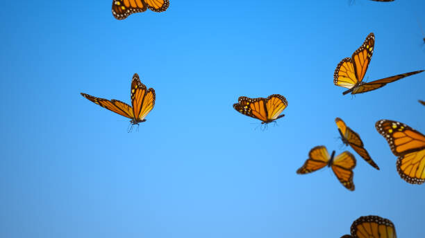 Arte Fotográfica Swarm of Butterflies