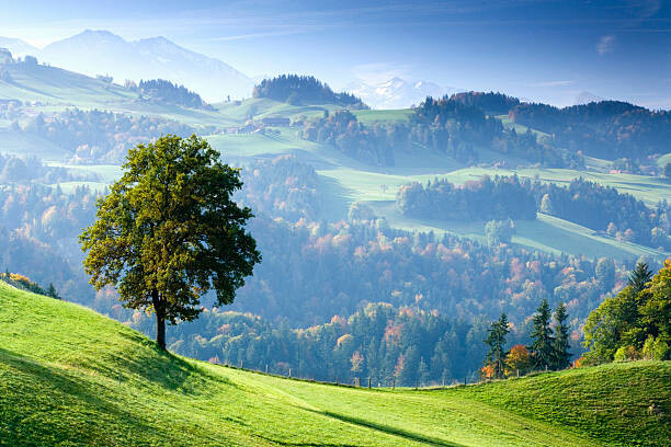 Arte Fotográfica Switzerland, Bernese Oberland, tree on hillside