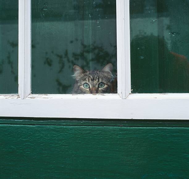 Art Photography Tabby cat looking through a window