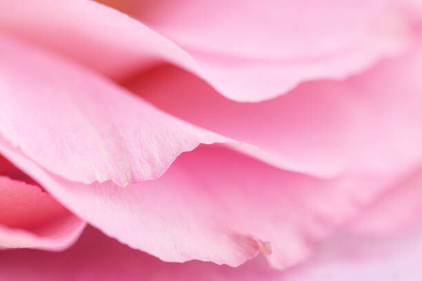 Arte Fotográfica Tender pink petals close up